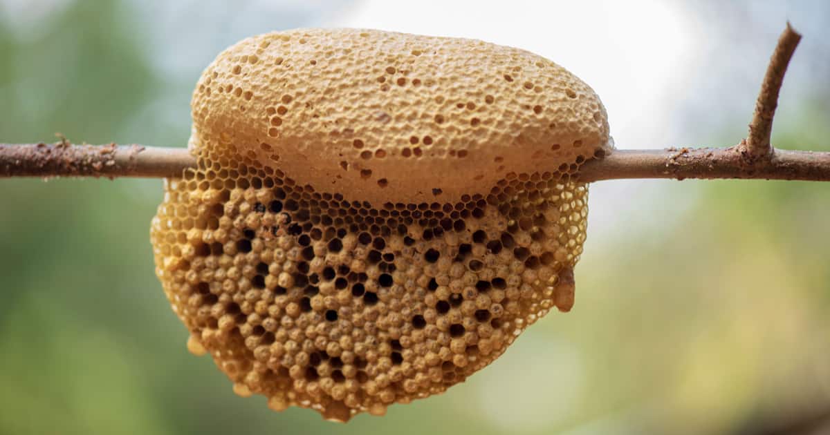 What is Wild Honey