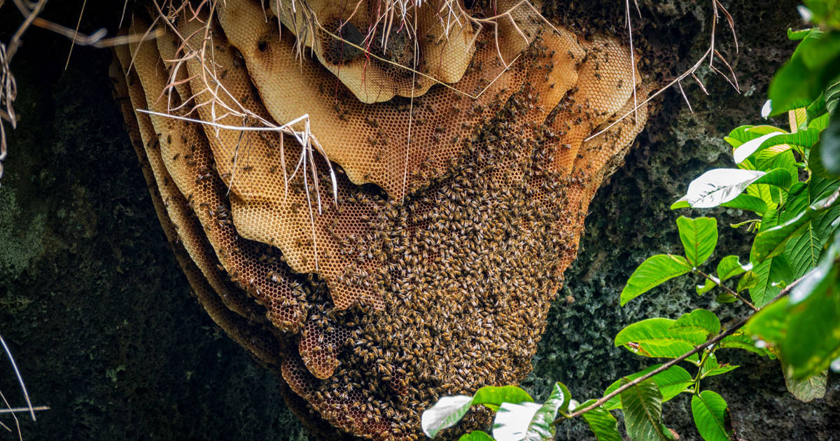 Harvesting Honey from Wild Hives